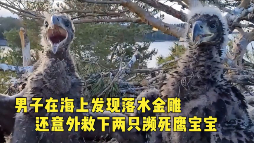 天下彩9944CC天空彩票,皇马1:1马竞,公开决策资料解释落实_精简版V4.59