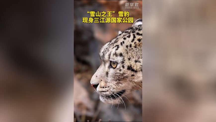 新澳门开彩结果历史记录查询,辛云来谈核心竞争力,经典解释落实_入门版V15.93